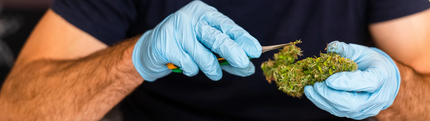 What Are the Best Gloves for Trimming Cannabis?
