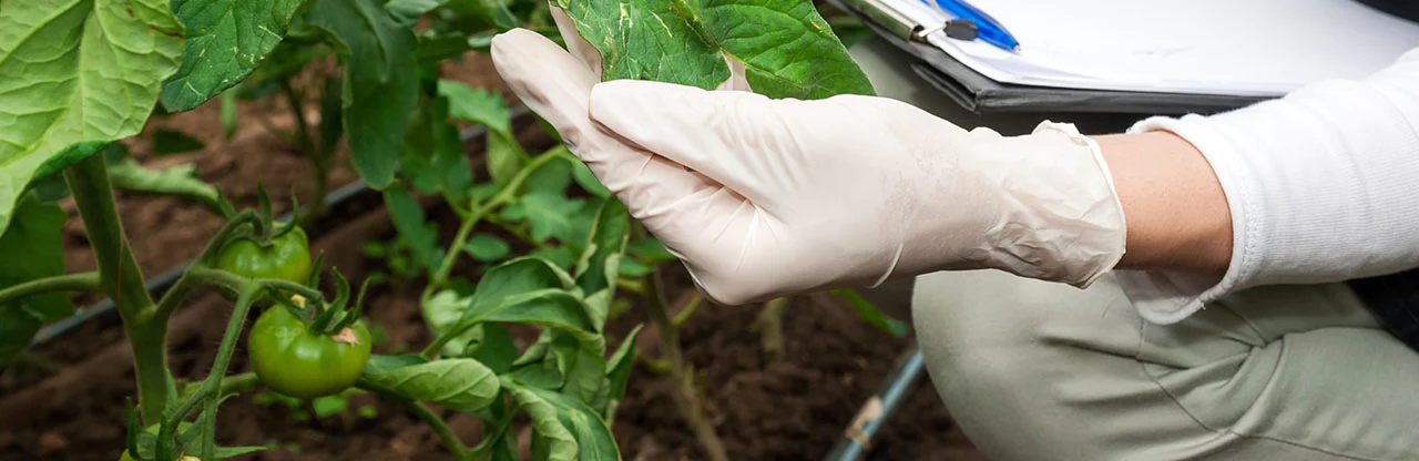 The Best Disposable Gloves for Farming and Agriculture